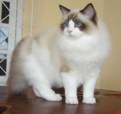 Ragdoll Cat Size. Ragdoll cat breed chinchilla