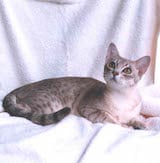 The Australian Mist is shaped like any other short haired domestic cat and is well proportioned. Its coat is short but thick and is silky to touch. Their eyes are green and communicative. There are...