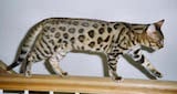 The Bengal is a large, robust cat with a firm, muscular build. As with most cats, their hind legs are a little longer than their front legs, and their heads are well proportioned to the body and...