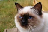Birmans are a semi-longhaired breed of cat with robust bodies and short legs. Their paws should be small and round. Birmans' fur is white on most of their bodies and on the paws, with markings on the...