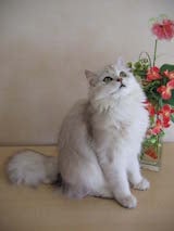 This cat has a medium-to-long, fluffy coat and a short thick, bushy tail. The British Longhair, or Lowlander's, head is broad and round. Its ears are short and rounded at the tips, sitting quite far...