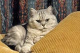 British Shorthairs are sturdily built, with a powerful, muscled body with a broad chest. Their coats are short and thick. They also have strong, short legs and round paws. Their tails are thicker at...
