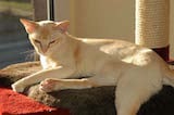 Burmese cats are slim, sleek animals with very short coats and bright golden yellow eyes. Their paws are small and oval shaped and their heads are relatively flat. They have large pointed ears and...