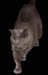 The Chartreux cat is large in size and has blue grey fur. Its eyes are generally copper, but range from this through to gold and orange, which is the desirable eye colour for the cat. Their fur is...