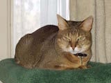 The Chausie cat resembles a wild jungle cat in both coat and size. In fact, the Chausie gets its name from the Jungle Cat from which it is descended: the Felis Chaus. They weigh twice (or even three...
