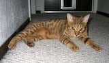 The Ocicat is a man-made breed which was designed to be a domestic imitation of a wild cat, like a leopard or a cheetah. They have powerful builds and long tails, but their defining feature is their...