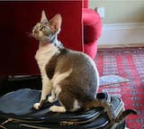 The most distinctive feature of the Devon Rex is its curly, rippled coat. The Devon Rex has a small head with large ears, and the head is wedge shaped with full cheeks. Female Rexes tend to weigh...