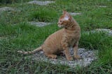 The German Rex cat has a rounded head, with a slight dip out to the nose. Its whiskers are a little shorter than is usual and are vaguely curled. These cats have strong chins and alert, wide set...
