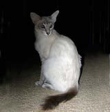 Javanese cats are much the same as Siamese as far as appearance goes. However, unlike the Siamese cats, they usually have green eyes (though they can be blue) and are long haired cats Their fur is...