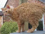 LaPerm cats are small animals with curly fur and long curly whiskers. Their heads are small and somewhat triangular, and their almond-shaped eyes are set quite widely on their faces. They have very...