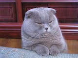Scottish Folds are medium sized cats that can be either shorthaired or longhaired; the latter are also known as Highland Folds. They have muscular, rounded bodies and thick, double coats. Adult males...