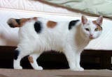 The Manx is best known for being a tailless cat, although this is not always the case. Manx cats can be completely tailless (