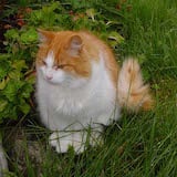 The Norwegian Forest cat is large and fluffy with soft, silky fur. Its face is quite wide and somewhat triangular. Its ears are average in size and pointed. These cats have bright green eyes and...