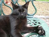 The most notable thing about the American Polydactyl is that they often have up to seven toes on each paw. There are various combinations of digits on the cats' paws, but the number of digits on each...