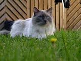 Ragdolls are semi-longhair cats, with muscular bodies and heavy bone structure. Their hind legs are slightly higher than their front. Their paws are large, round and tufted. Their coat is soft, silky...