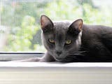 The Russian Blue is a medium sized, shorthaired breed of domestic cat. Russian Blues have long, graceful bodies, with fine and high legs and small and oval paws. Their weight ranges from 7-12 pounds....