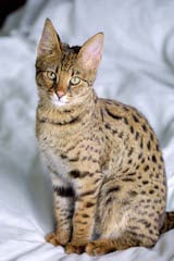 The Savannah cat is a hybrid breed, a cross between a Serval and a domestic cat. It is a tall, lean and graceful breed with a long, well built body. Adult Savannahs can become quite heavy, with males...