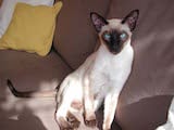 The Siamese cat is one of the most elegant and graceful breeds of domestic cat. It has a medium sized, muscular, thin, flexible and long body with a fine, thin coat. Its legs and tail are long and...