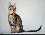 The Serengeti is a hybrid domestic cat breed, a crossing between a Bengal and an Oriental shorthaired. The cats are small, shorthaired, thick coated with medium-short, thick tails and extremely long...