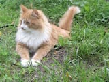 The Siberian is a large, semilonghair breed of domestic cat. Siberians have muscular, well boned bodies with powerful necks and broad chests. Their legs are of medium height and their paws are large,...