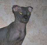 The Ukrainian Levkoy is a cat breed of a very original appearance. These cats are medium sized with long, slender and muscular bodies. They have a hairless appearance, although, much like other...
