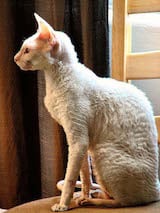 The Cornish Rex cat has a wavy coat and is small to medium in size. The Rex has a relatively small head in proportion to its body, which is rather compact and disproportionate. The back curves upward...