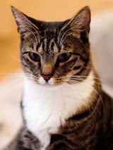 The American Shorthair has a muscled body and is medium to large in size. As its name indicates, the cats are all short haired animals. The most common pattern for the American Shorthair is the...