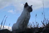 Balinese cats are sleek but well muscled, with a coat of medium length. Their eyes are clear and alert, and are neither deep-set not protruding. They are almond-shaped, blue and slanted towards the...
