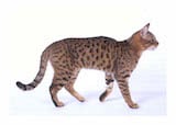 The California Spangle cat is a breed that was created to be long and sleek with a hunter's elegance, with its body low to the ground and with powerful legs. It is a well muscled cat with a slow...