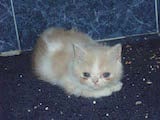 The Exotic Shorthair has a short, squat, cobby body which is covered in very dense, thick short, soft fur. They are very soft cats, and they have rather compact faces which are wider than they are...