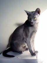 The Korat is a sleek, medium sized cat. Their coats are blue, though they are unlike other cats of this variety. The roots of the hairs are a light bluish colour, while the tips are silver. This...
