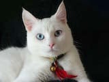 The Ojos Azules breed is extremely rare. It is defined by its bright blue eyes which are not linked to coat colour. It used to be that blue eyes in cats were found only when the coat was white or...