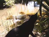 Pantherette Cat