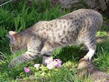 The Pixie-Bob is a medium-large breed of domestic cat that can be either shorthair or longhair. Their bodies are rangy and muscular with heavy bone structures and their hind legs are longer than the...