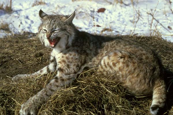 Iberian Lynx (Lynx pardinus)