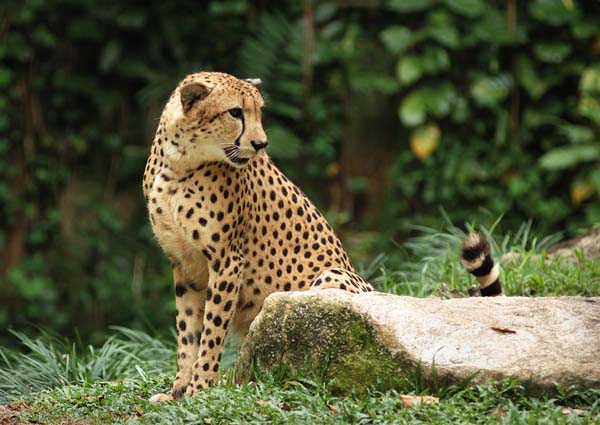 Cheetah | Acinonyx jubatus photo