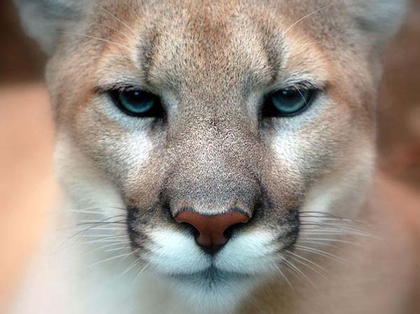 Cougar | Puma concolor photo