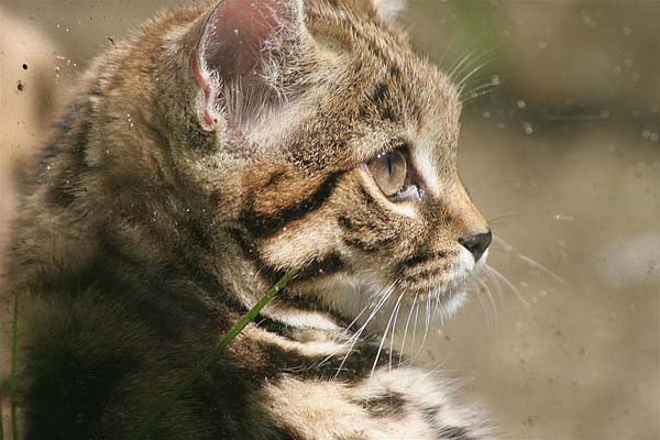 Wildcat | Felis silvestris photo