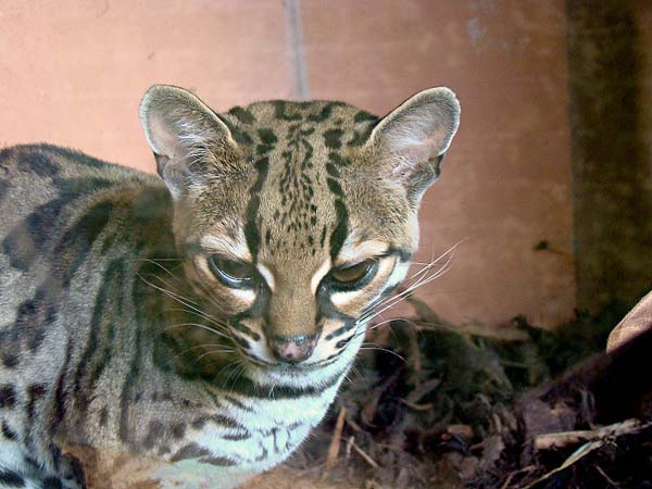 Margay | Leopardus weidii photo