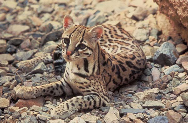 Margay (Leopardus weidii)