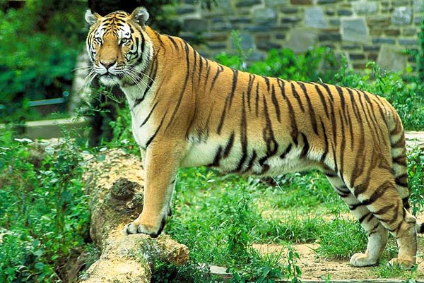 Tiger | Panthera tigris photo
