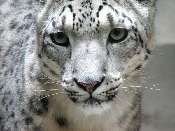 Snow Leopard | Uncia uncia photo