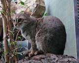 Rusty-Spotted Cat