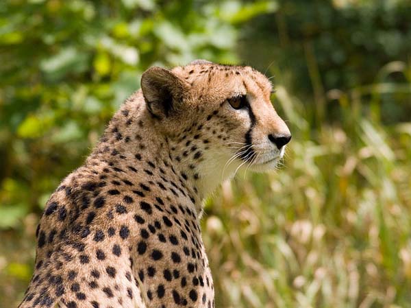 Cheetah | Acinonyx jubatus photo