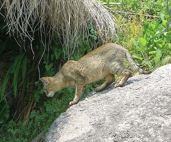 Wildcat | Felis silvestris photo