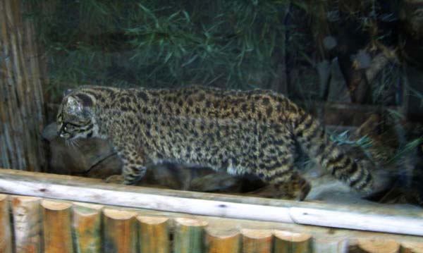 Kodkod | Leopardus guigna photo